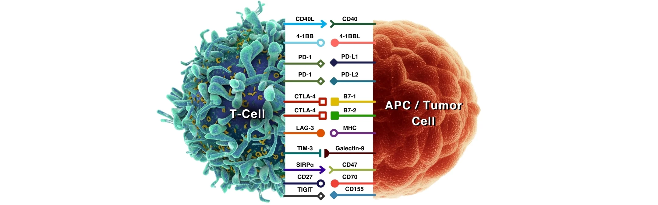 Immune Checkpoint Antibodies