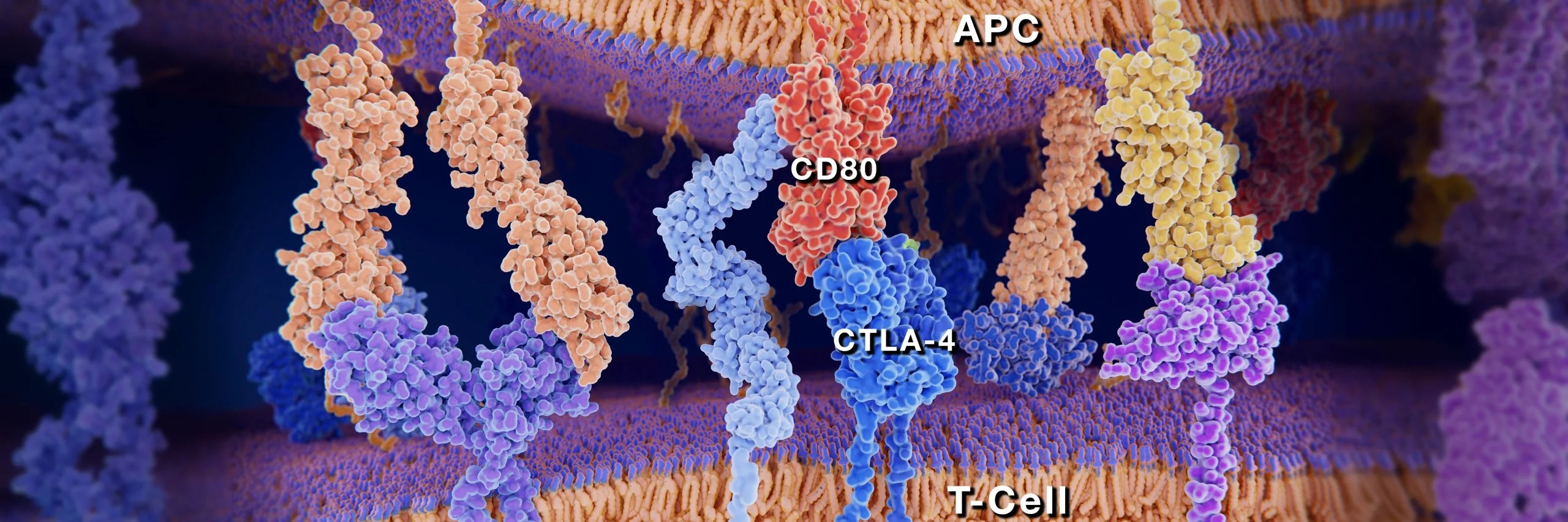 Choose a CTLA-4 Antibody For Your Research