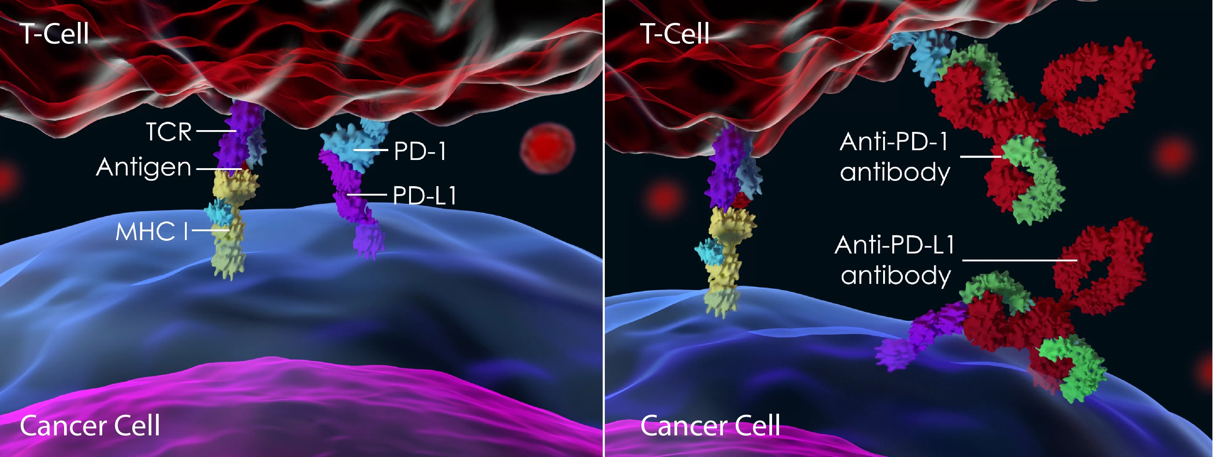 Choose an Anti-PD-1 Antibody For Your Research