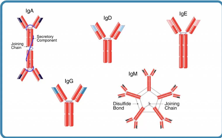 Selecting Isotype Controls